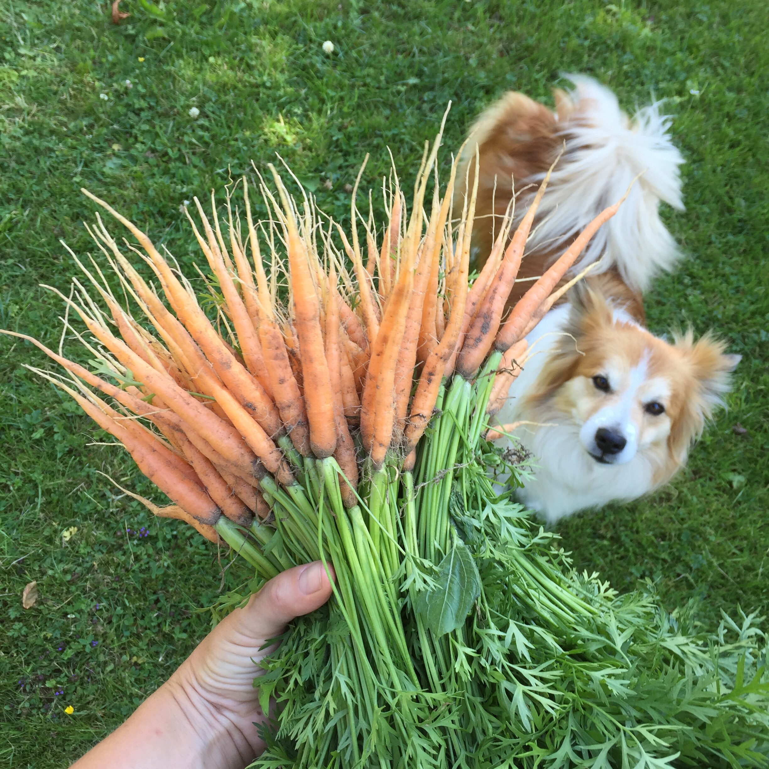 Friske gulerødder og hund